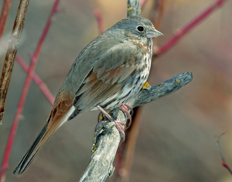 Sparrow, Fox