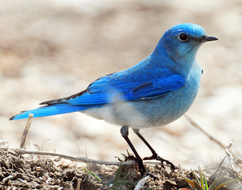 Bluebird, Mountain