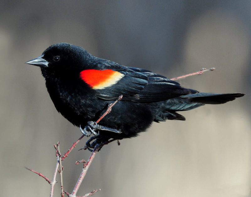 Blackbird, Red-winged