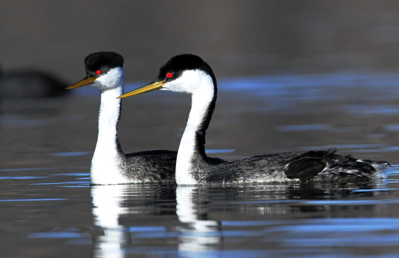 Grebe, Western