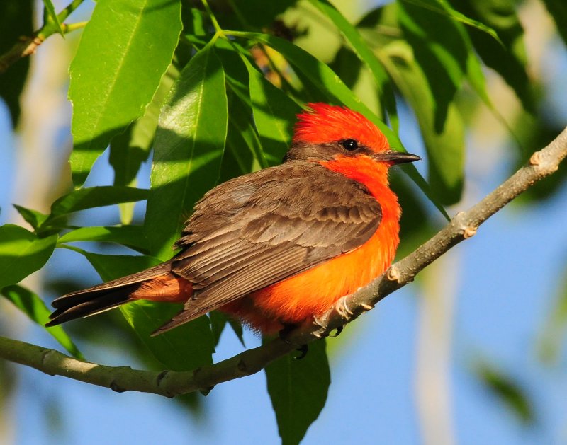 Flycatcher, Vermilian