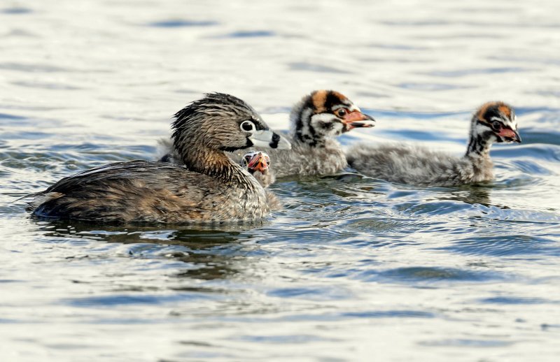 Grebe, Pied-billed