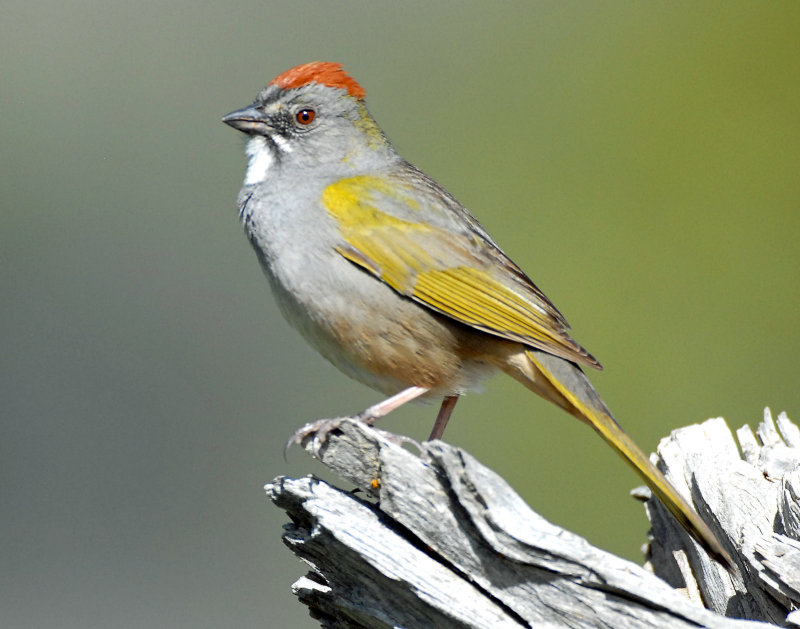 Towhee, Green-tailed