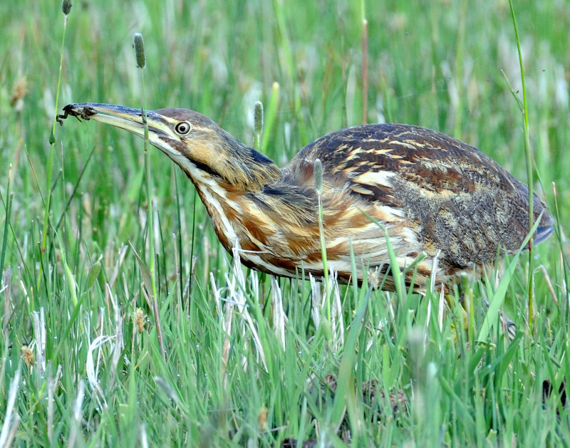 Bittern, American