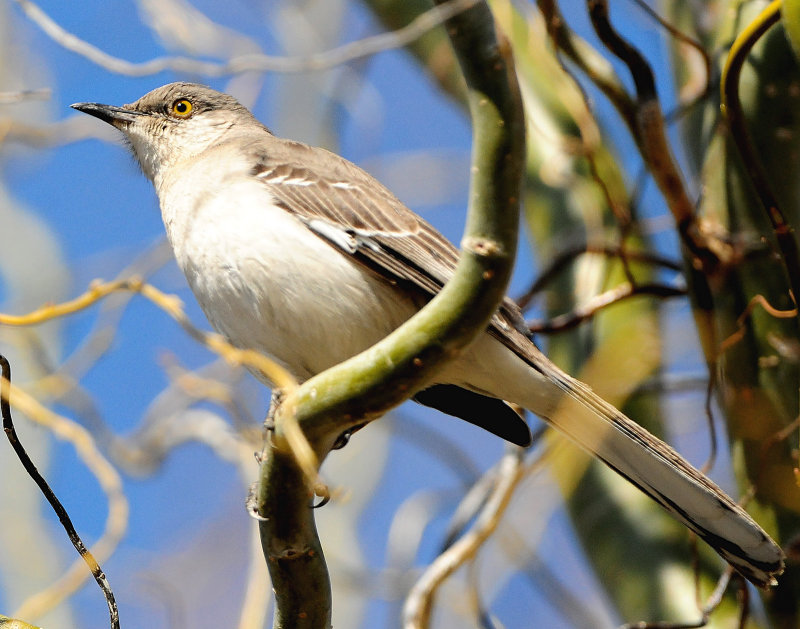 Mockingbird Northern D-021.jpg