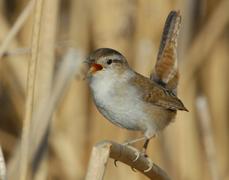 Wren Marsh D-077.jpg