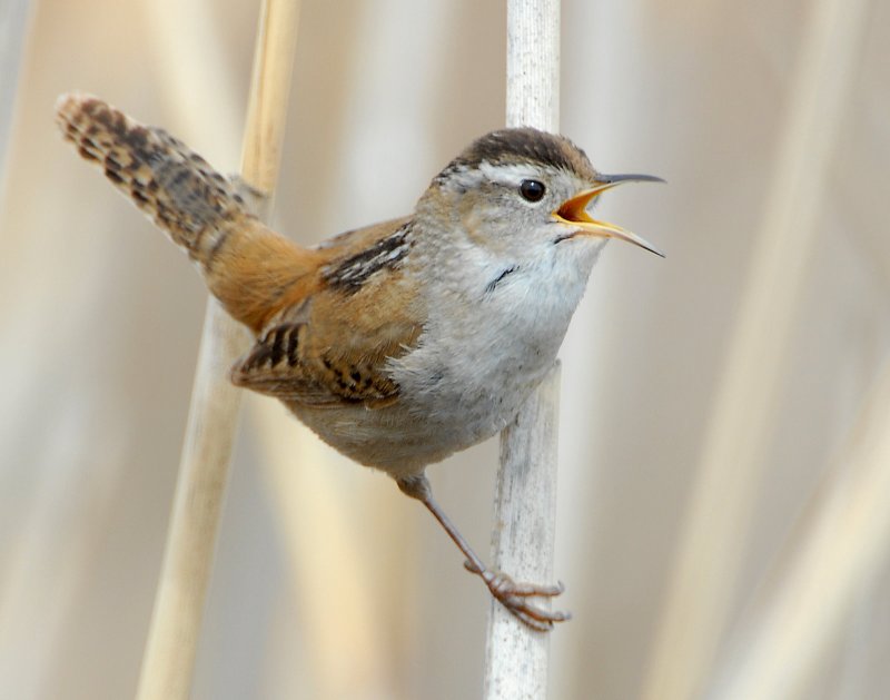 Wren Marsh D-020.jpg