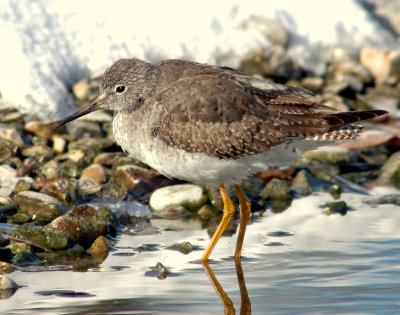 Yellowlegs Lesser D-001.jpg