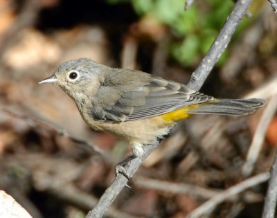 Warbler Virginias D-010.jpg