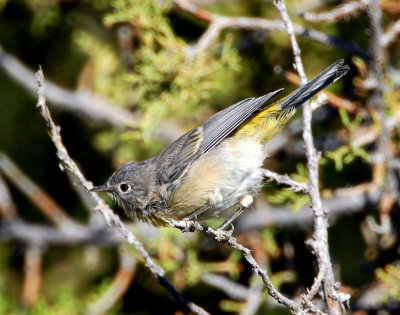 Warbler Virginias D-004.jpg