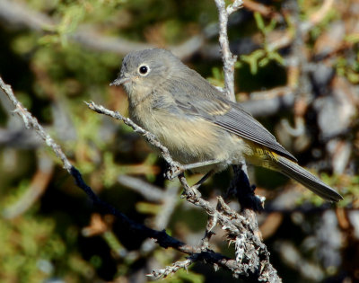 Warbler Virginias D-001.jpg