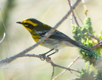 Warbler TownsendsD-002.jpg