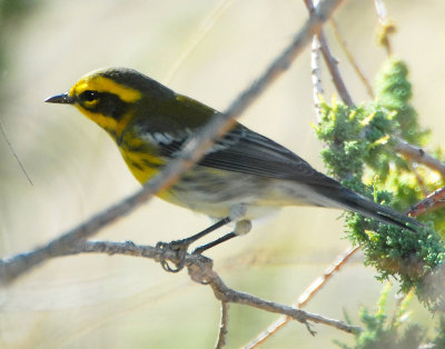 Warbler TownsendsD-001.jpg