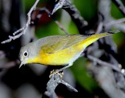 Warbler Nashville D-031.jpg