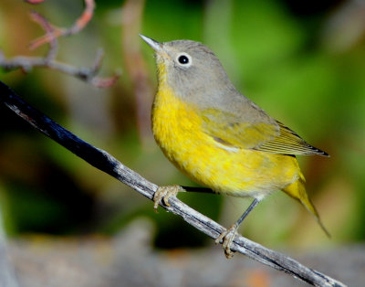 Warbler Nashville D-030.jpg