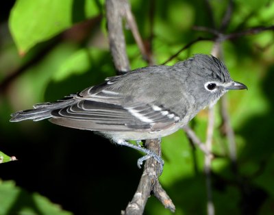 Vireo Plumbeous D-011.jpg