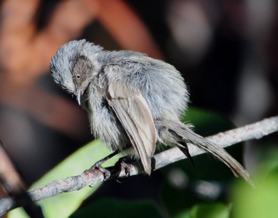 Bushtit D-010.jpg