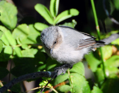 Bushtit D-012.jpg