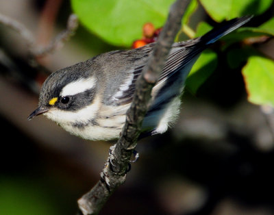 Warbler Black-throated Grey D-025.jpg