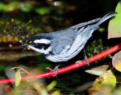 Warbler Black-throated Grey D-029.jpg