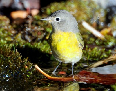 Warbler Nashville D-048.jpg