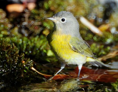 Warbler Nashville D-051.jpg