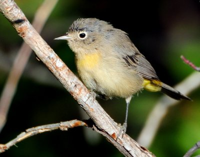 Warbler Virginias D-015.jpg