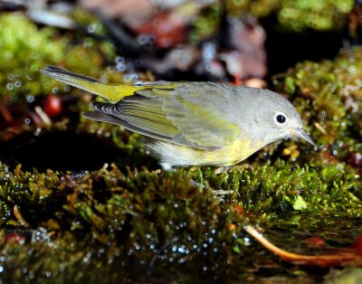 Warbler Virginias D-016.jpg