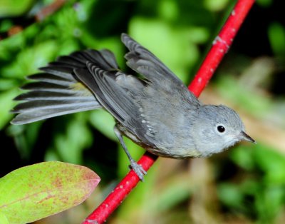 Warbler Virginias D-017.jpg