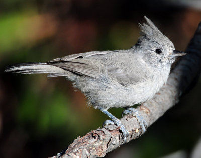 Titmouse Juniper D-040.jpg