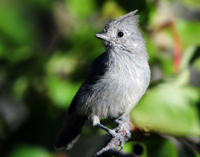 Titmouse Juniper D-043.jpg