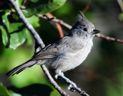 Titmouse Juniper D-041.jpg