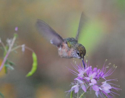 Hummingbird, Rufous