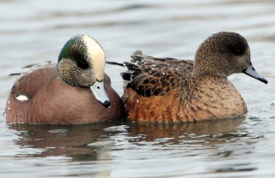 Wigeon, American