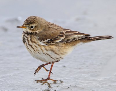 Pipit, American  D-041.jpg