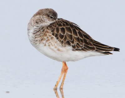 Ruff D-015.jpg
