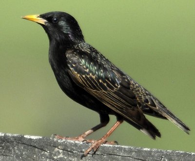 Starling, European