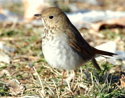 Thrush Hermit D-040.jpg