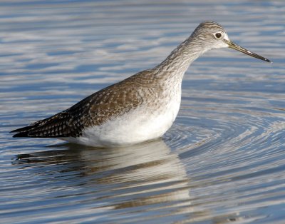 Yellowlegs Greater D-003.jpg