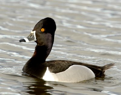 Duck, Ring-necked