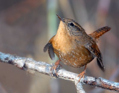 Wren Winter D-010.jpg