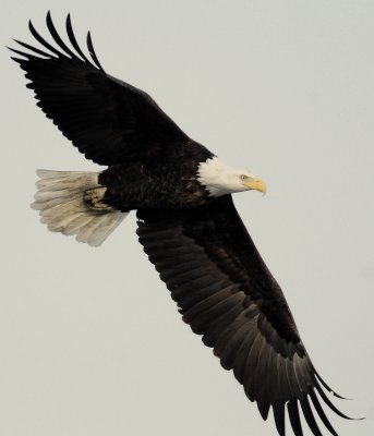 Eagle  Bald D-051.jpg