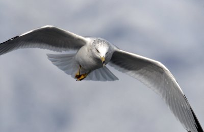 Gull, Ring-billed