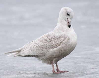 Gull, Iceland