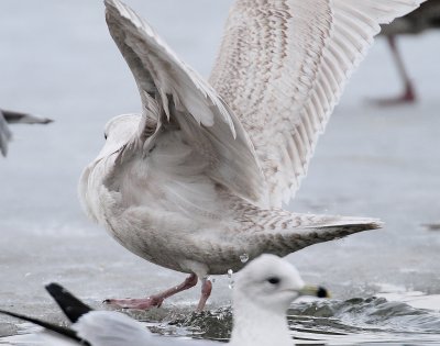 Gull, Iceland