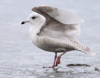 Gull, Iceland