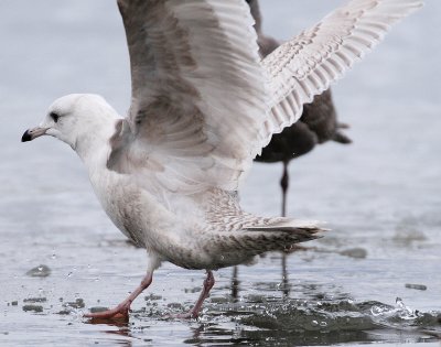 Gull, Iceland