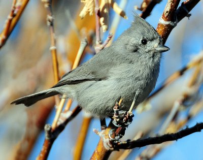 Titmouse  Juniper D-054.jpg