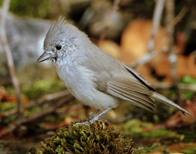 Titmouse  Juniper D-045.jpg