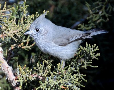 Titmouse  Juniper D-052.jpg